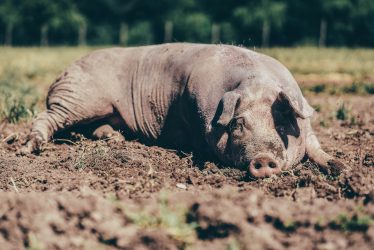 160719-fidelius-249-178-ps-bearbeitet