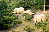 KS Newsletter Christbaum