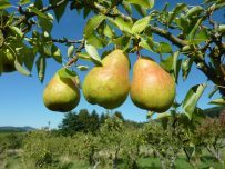 Geng Obstparadies PRHP