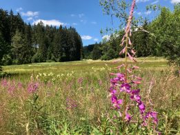 grafenhausen_yvonneweik