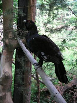 konica-minolta-digital-camera